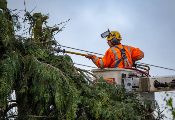 How Our Tree Care Process Works  in  Nicholson, MS